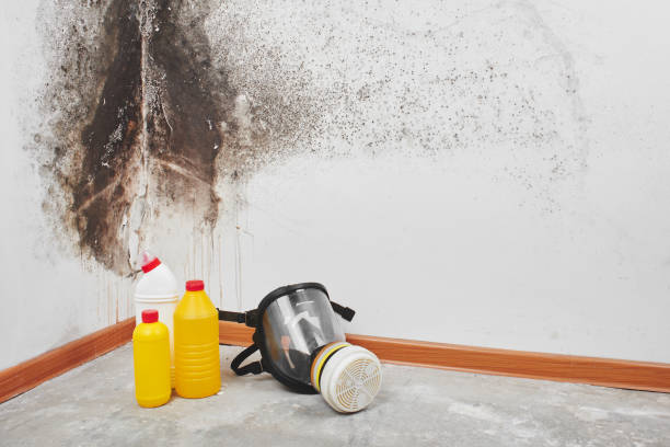 Best Mold Testing  in Hayfield, VA