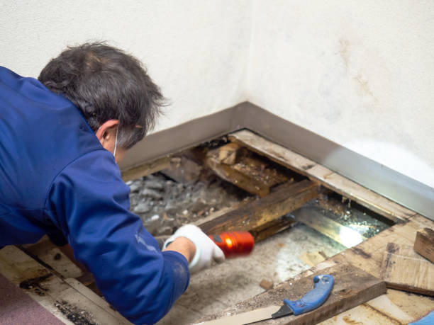 Best Commercial Mold Removal  in Hayfield, VA