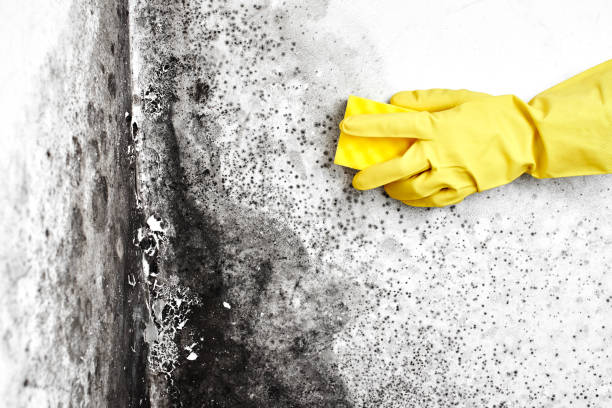 Best Mold Remediation  in Hayfield, VA