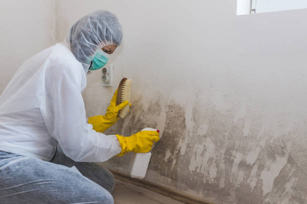 Best Local Mold Removal Service  in Hayfield, VA