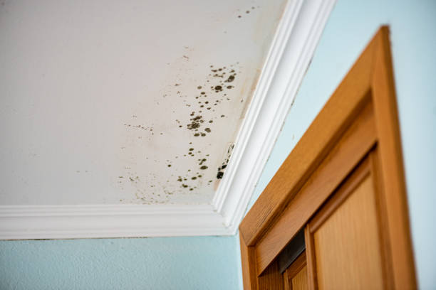 Professional Mold Removal in Hayfield, VA