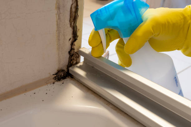 Best Mold Removal Company Near Me  in Hayfield, VA