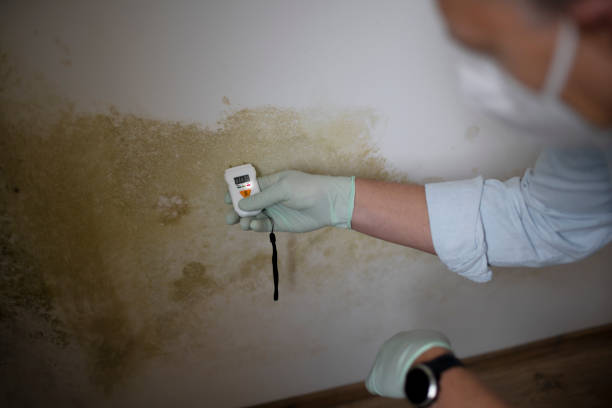 Best Best Mold Removal Companies  in Hayfield, VA