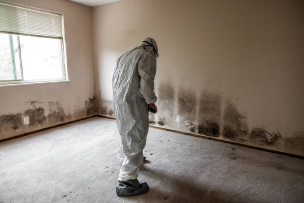 Crawl Space Mold Removal in Hayfield, VA