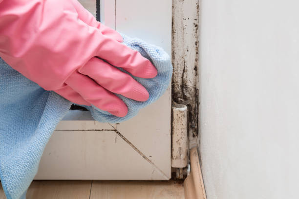 Best Attic Mold Removal  in Hayfield, VA