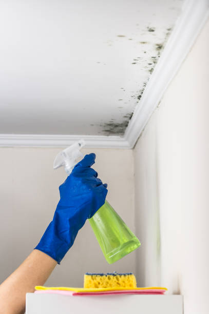 Best Office Mold Removal Services  in Hayfield, VA
